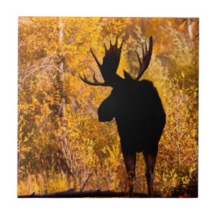 Moose (Alces Alces) Bull In Golden Willows 2 Ceramic Tile