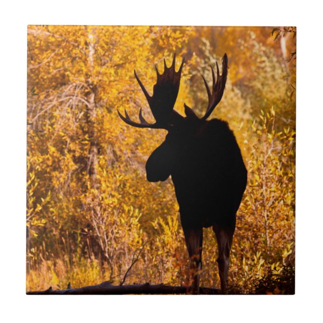 Moose (Alces Alces) Bull In Golden Willows 2 Ceramic Tile (Front)