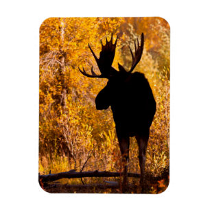 Moose (Alces Alces) Bull In Golden Willows 2 Magnet