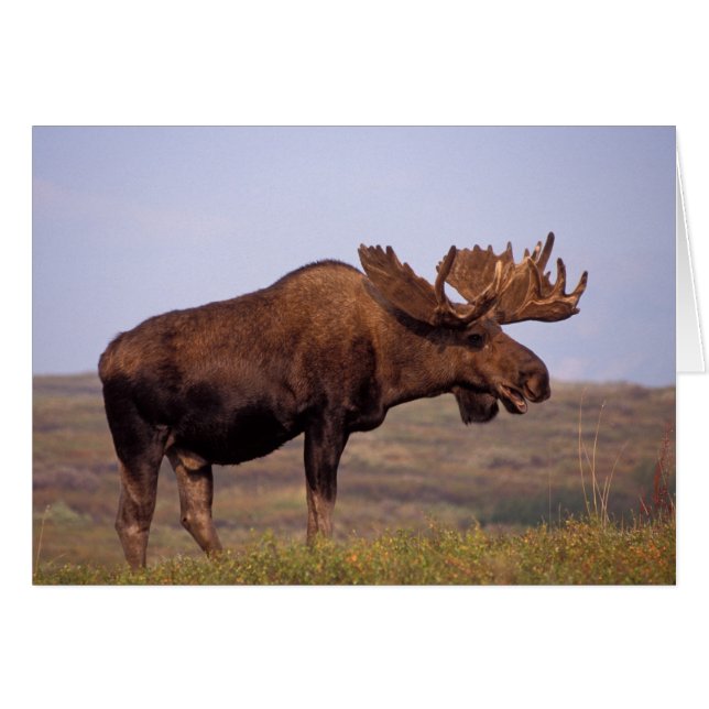 moose, Alces alces, bull with large antlers (Front Horizontal)