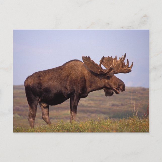 moose, Alces alces, bull with large antlers in Postcard (Front)