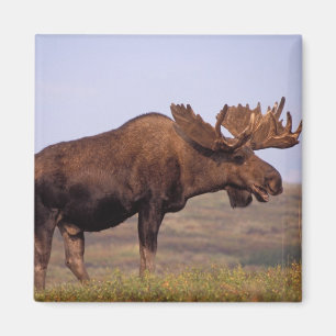 moose, Alces alces, bull with large antlers Magnet