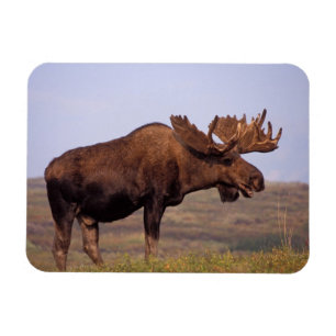 moose, Alces alces, bull with large antlers Magnet
