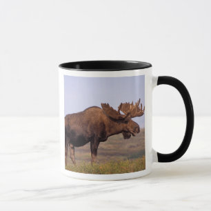 moose, Alces alces, bull with large antlers Mug