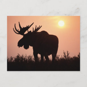 moose, Alces alces, bull with large antlers, Postcard