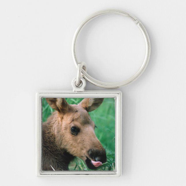 moose, Alces alces, calf lying in grass, Kenai Key Ring (Front)