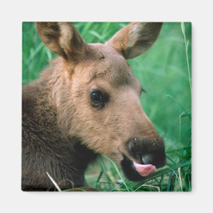 moose, Alces alces, calf lying in grass, Kenai Magnet