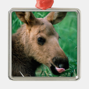 moose, Alces alces, calf lying in grass, Kenai Metal Tree Decoration