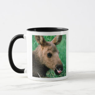 moose, Alces alces, calf lying in grass, Kenai Mug