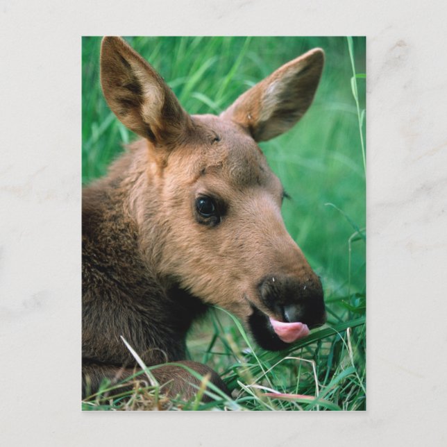 moose, Alces alces, calf lying in grass, Kenai Postcard (Front)