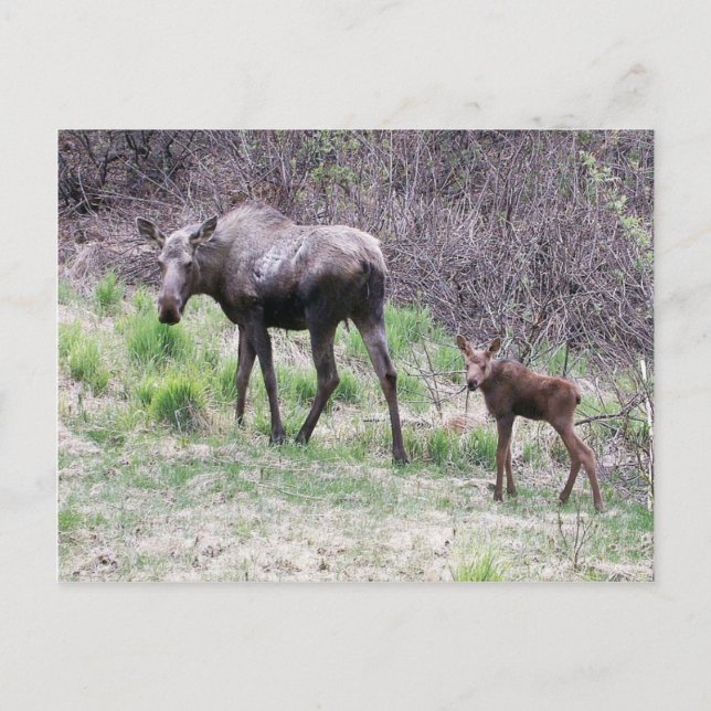 Moose and Calf Postcard (Front)