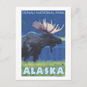 Moose at Night - Denali Nat'l Park, Alaska Postcard
