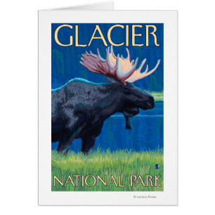 Moose at Night - Glacier National Park, MT