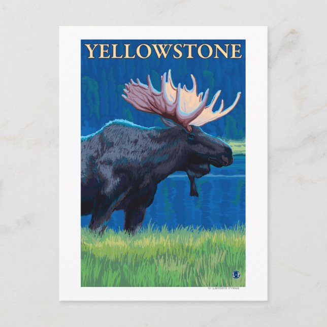 Moose at Night - Yellowstone National Park Postcard (Front)