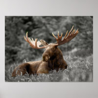 Moose Black White Photo Monochromatic Rustic