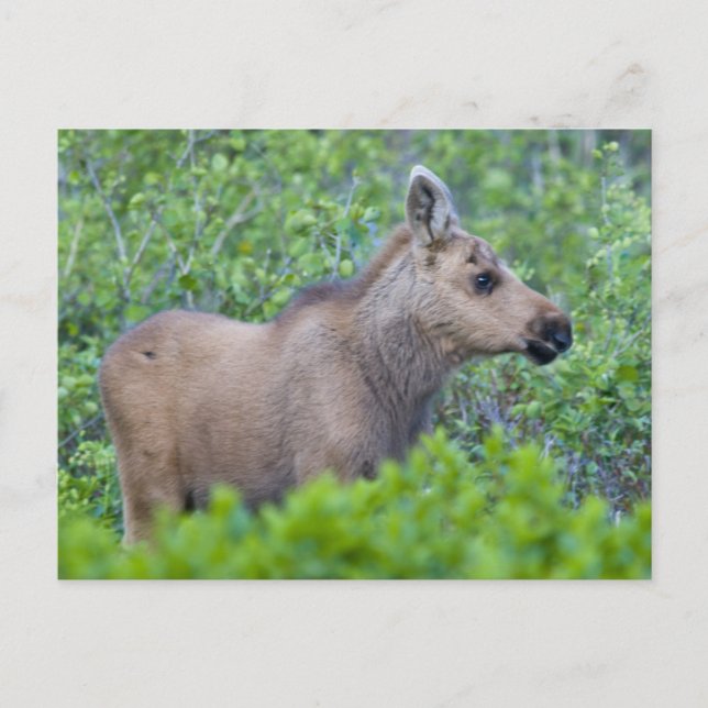 Moose calf in the Many Glacier Valley Postcard (Front)