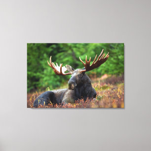 Moose Canvas Print