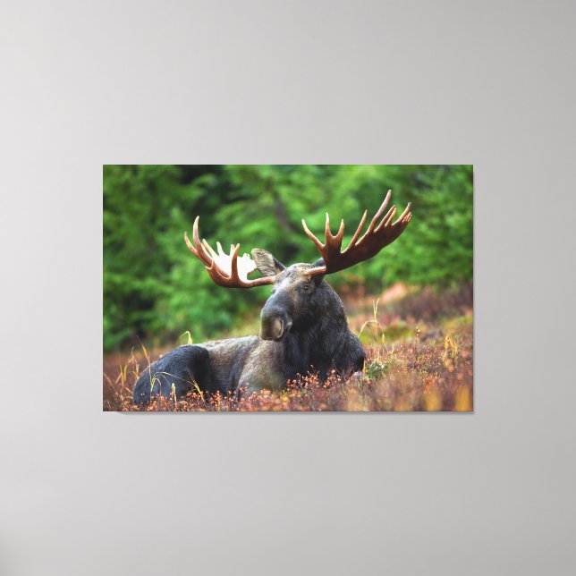 Moose Canvas Print (Front)