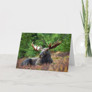 Moose Card