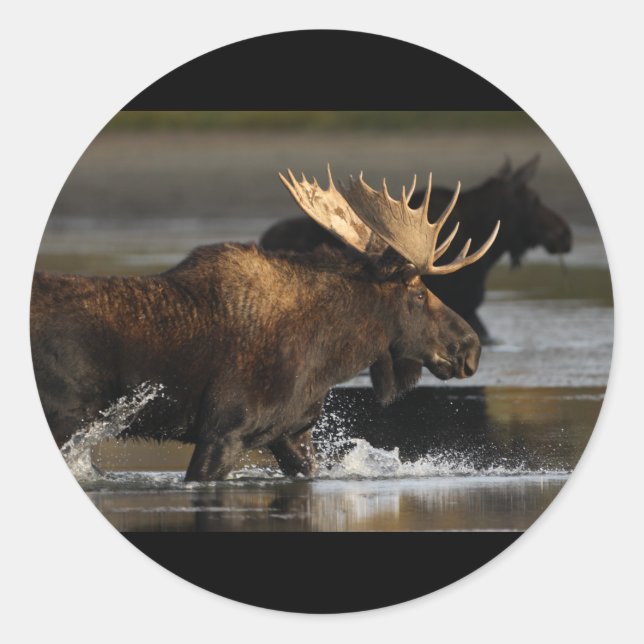 Moose Classic Round Sticker (Front)