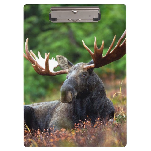 Moose Clipboard (Front)