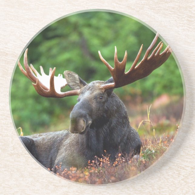 Moose Coaster (Front)