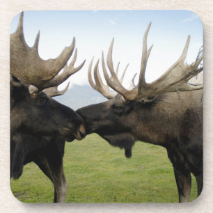 Moose Coaster