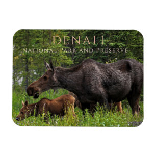 Moose Cow and Calves Grazing, Denali National Park Magnet