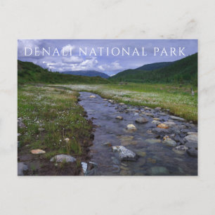 Moose Creek, Mountains, Denali National Park Postcard