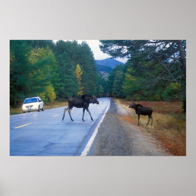 Moose Crossing Kancamagus Highway Poster (Front)