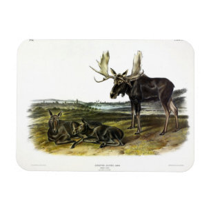 Moose Deer (Moose - Alces alces) by Audubon Magnet
