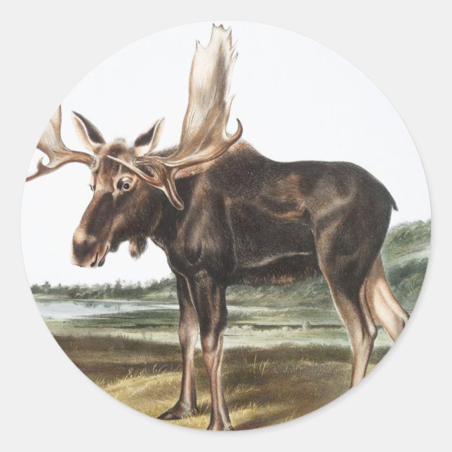 Moose Deer (Servus alces) Illustration Classic Round Sticker (Front)