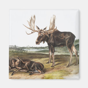 Moose Deer (Servus alces) Illustration Magnet