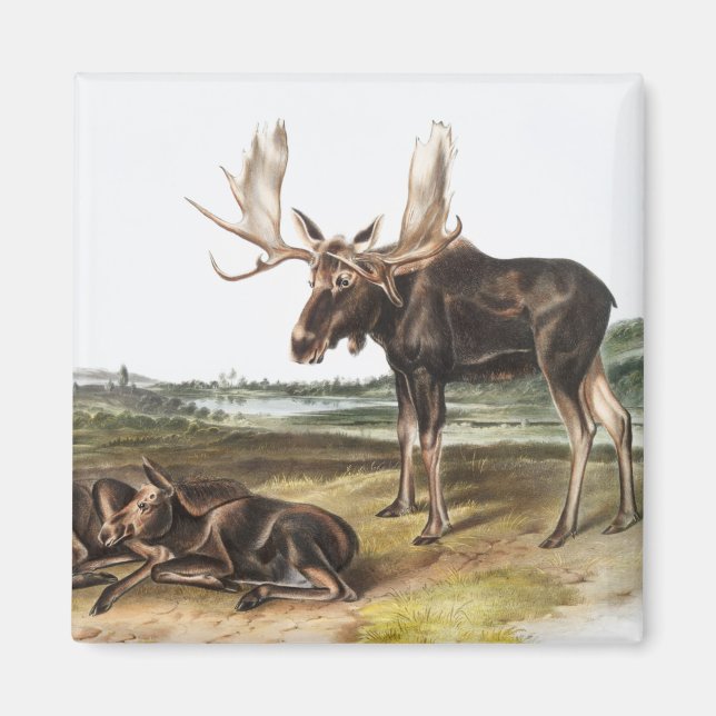 Moose Deer (Servus alces) Illustration Magnet (Front)