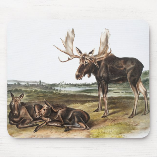 Moose Deer (Servus alces) Illustration Mouse Pad (Front)