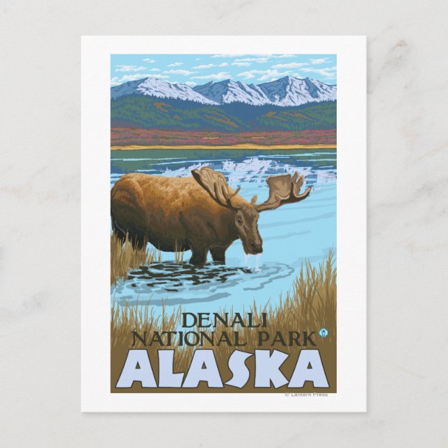 Moose Drinking at Lake - Denali National Park, Postcard (Front)