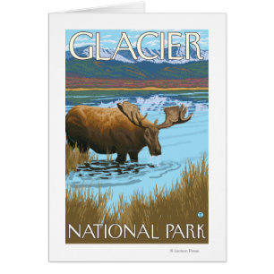 Moose Drinking at Lake - Glacier National Park,