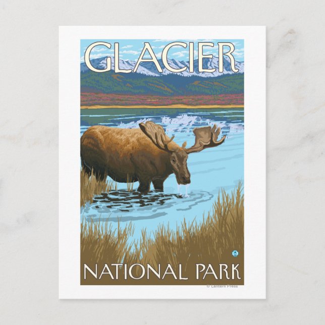 Moose Drinking at Lake - Glacier National Park, Postcard (Front)