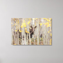 Moose Family in the Aspens Canvas Art