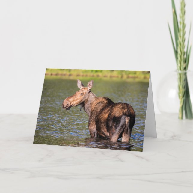 Moose Feeding in Glacier National Park, Montana Card (Front)