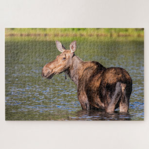 Moose Feeding in Glacier National Park, Montana Jigsaw Puzzle