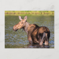 Moose Feeding in Glacier National Park, Montana