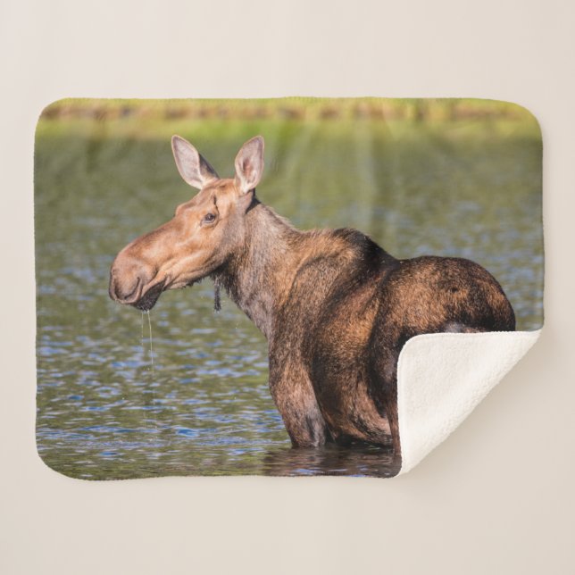 Moose Feeding in Glacier National Park, Montana Sherpa Blanket (Front (Horizontal))