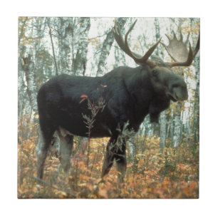 Moose Forest Trees Park Animal Wildlife Art Ceramic Tile