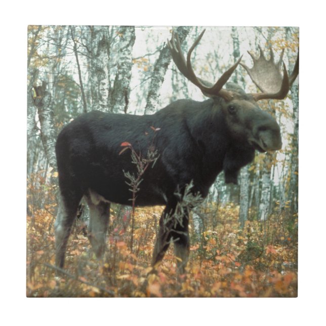 Moose Forest Trees Park Animal Wildlife Art Ceramic Tile (Front)