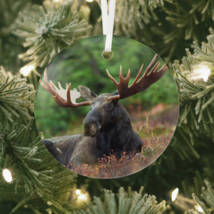 Moose Glass Tree Decoration
