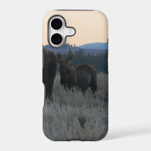 Moose Grazing at Sunrise at Grand Teton