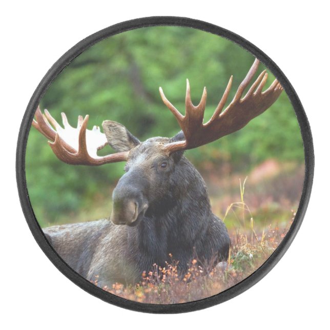 Moose Hockey Puck (Front)