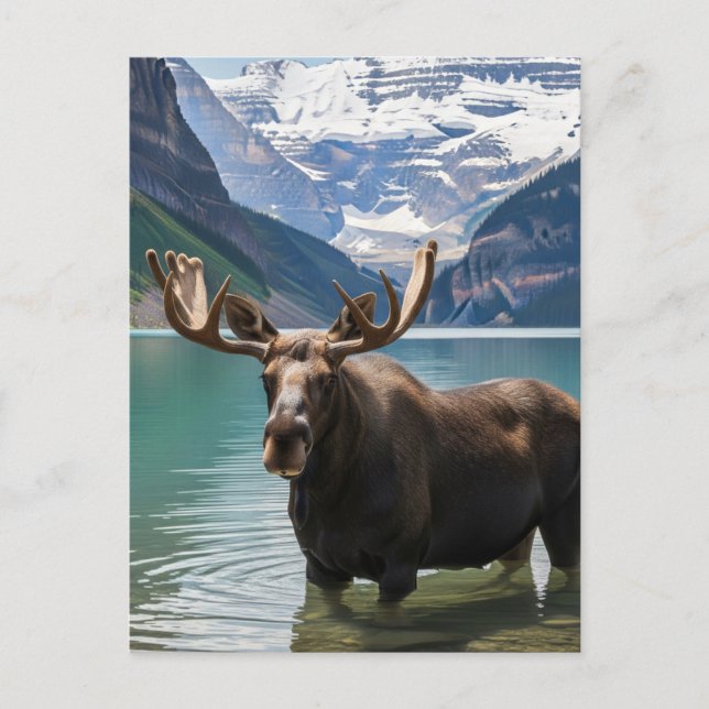 Moose in Banff National Park Canada Postcard (Front)