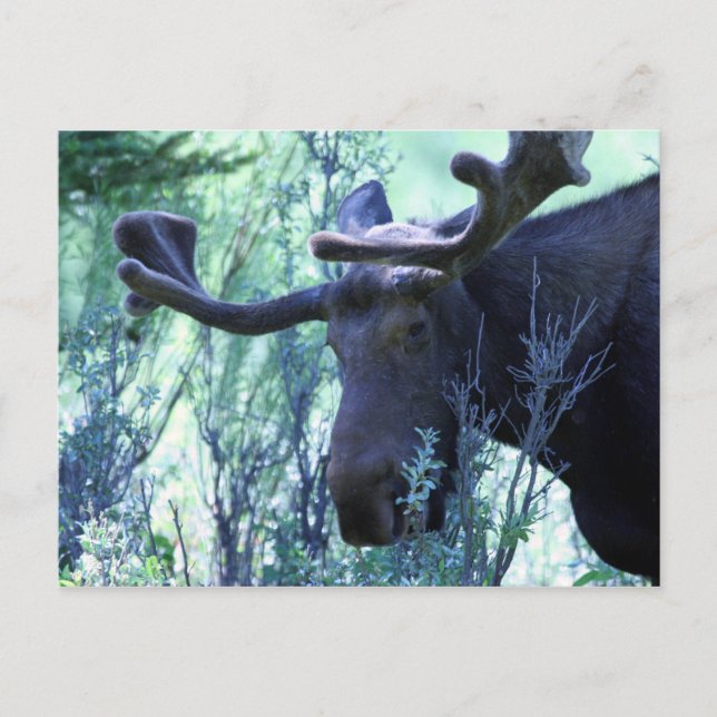 Moose in Jackson Hole, Wyoming Postcard (Front)